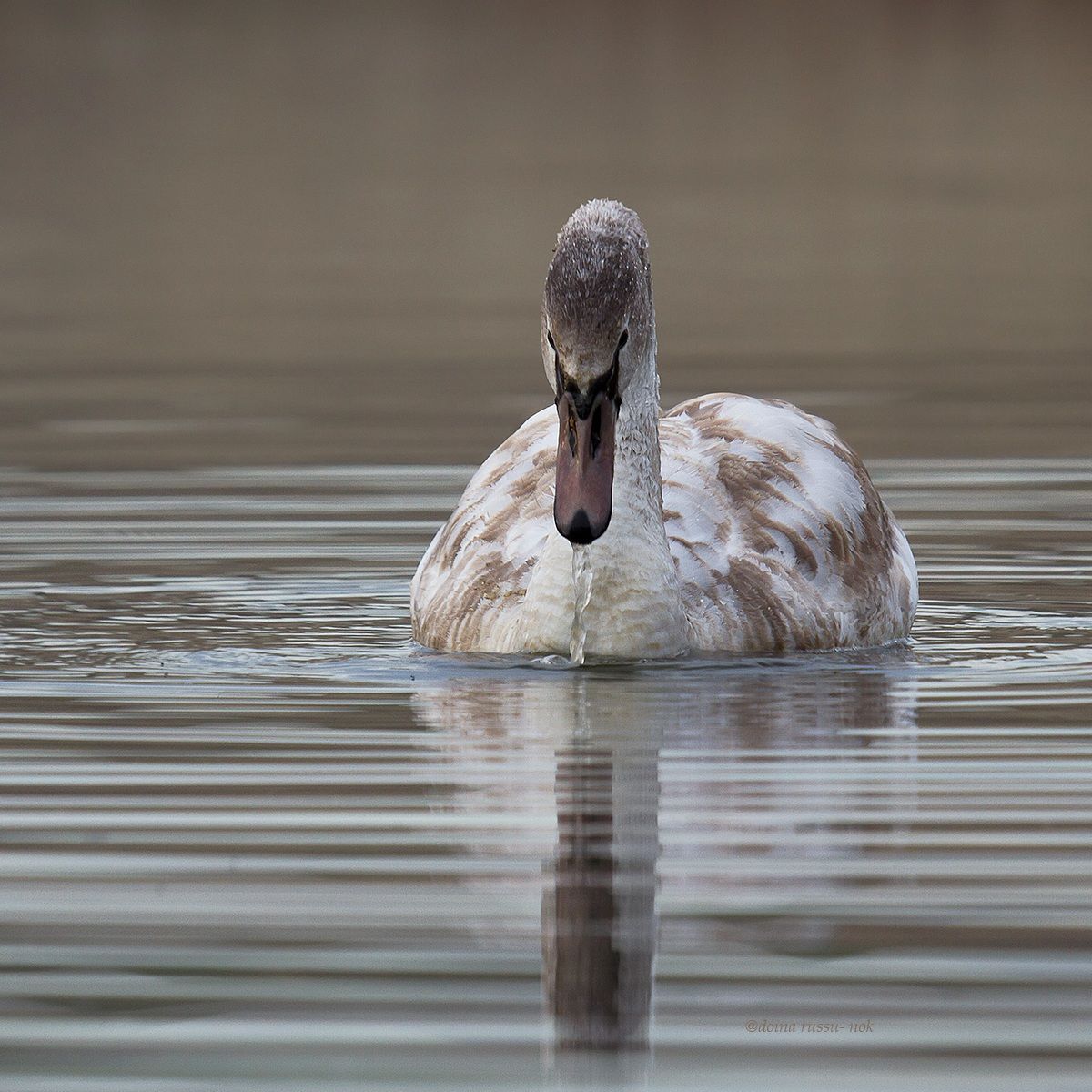 specchio. specchio ...