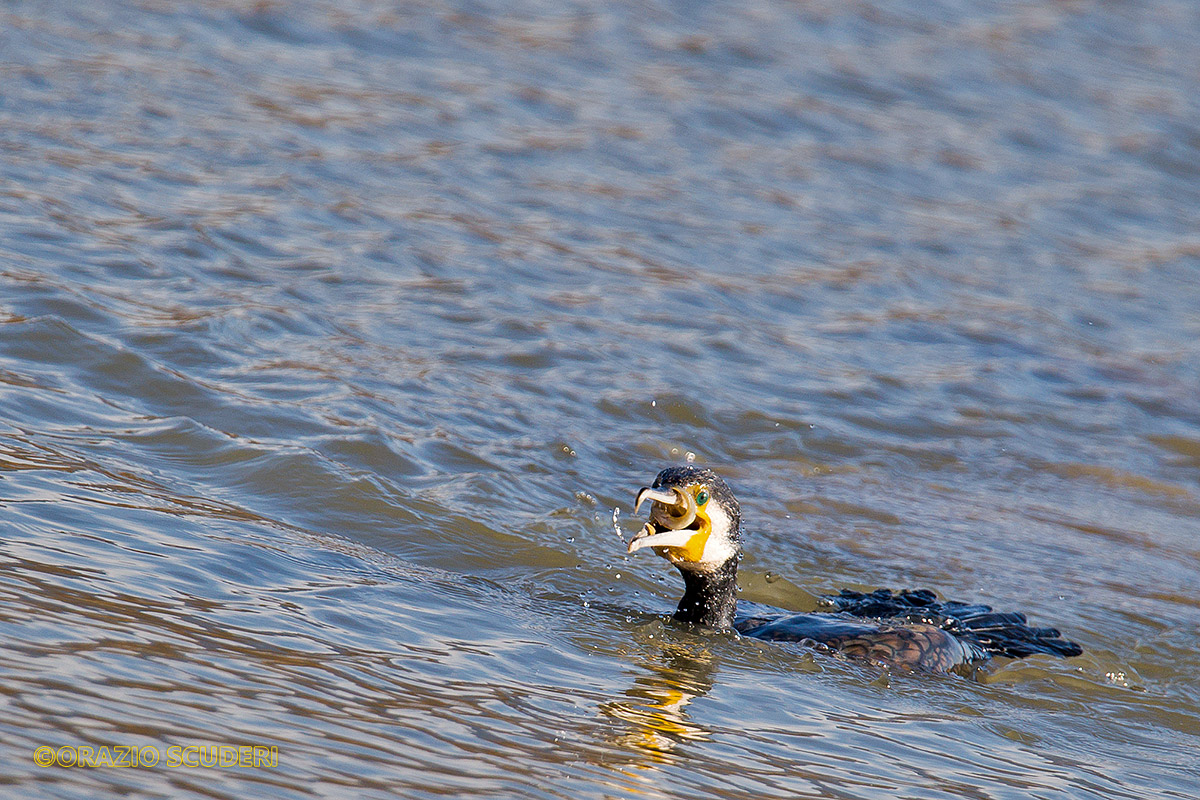 Cormorano al pasto