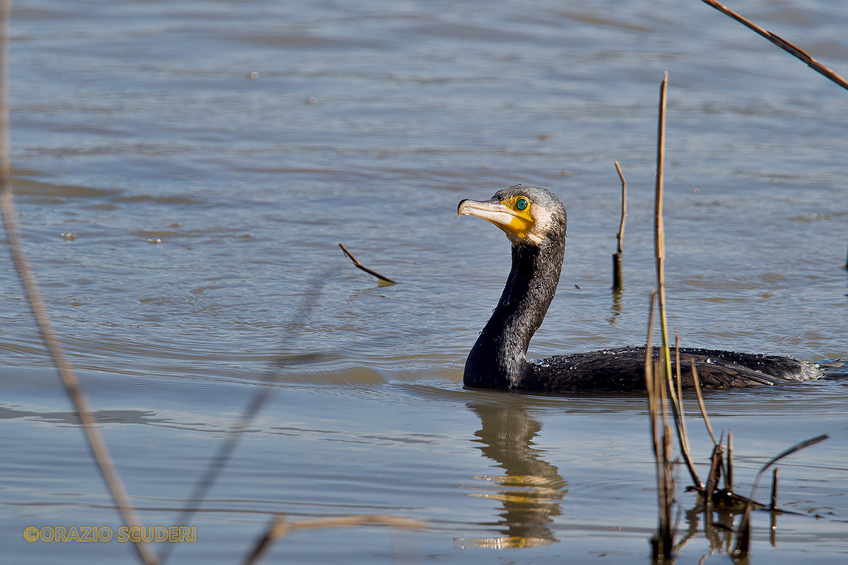 Phalacrocorax carbo