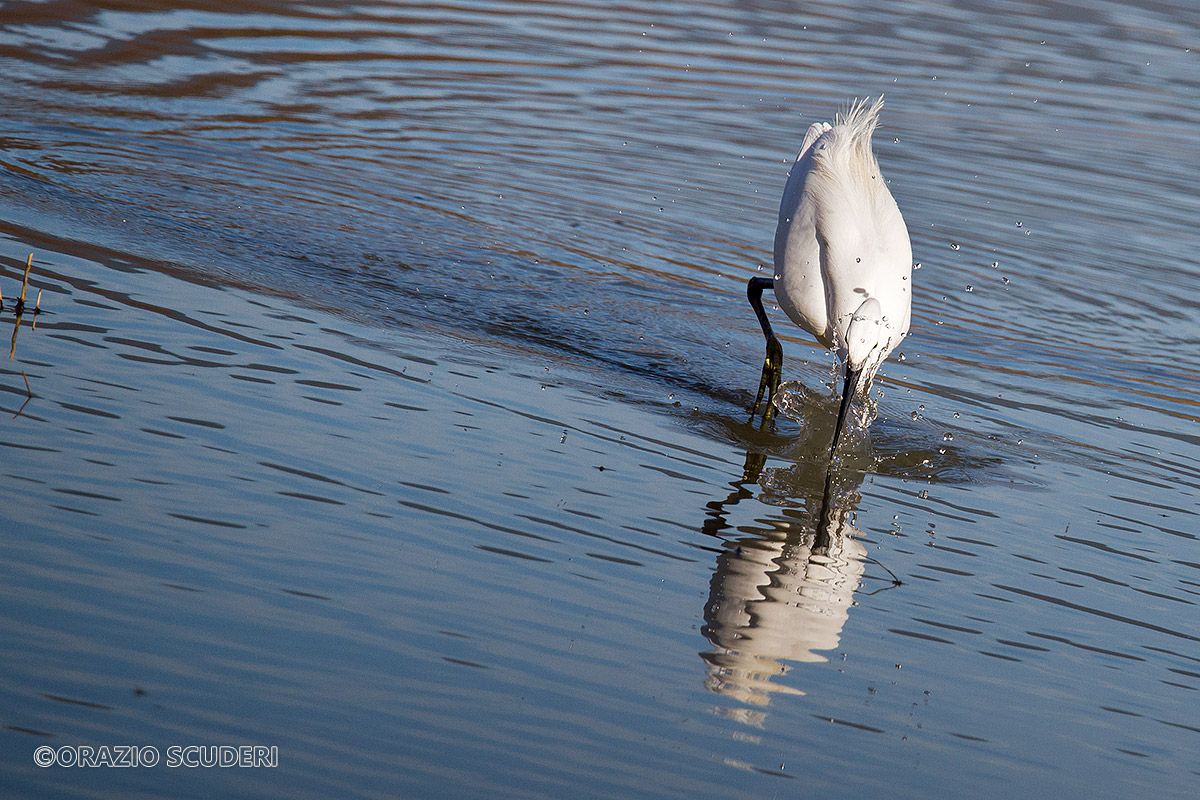 Little Egret