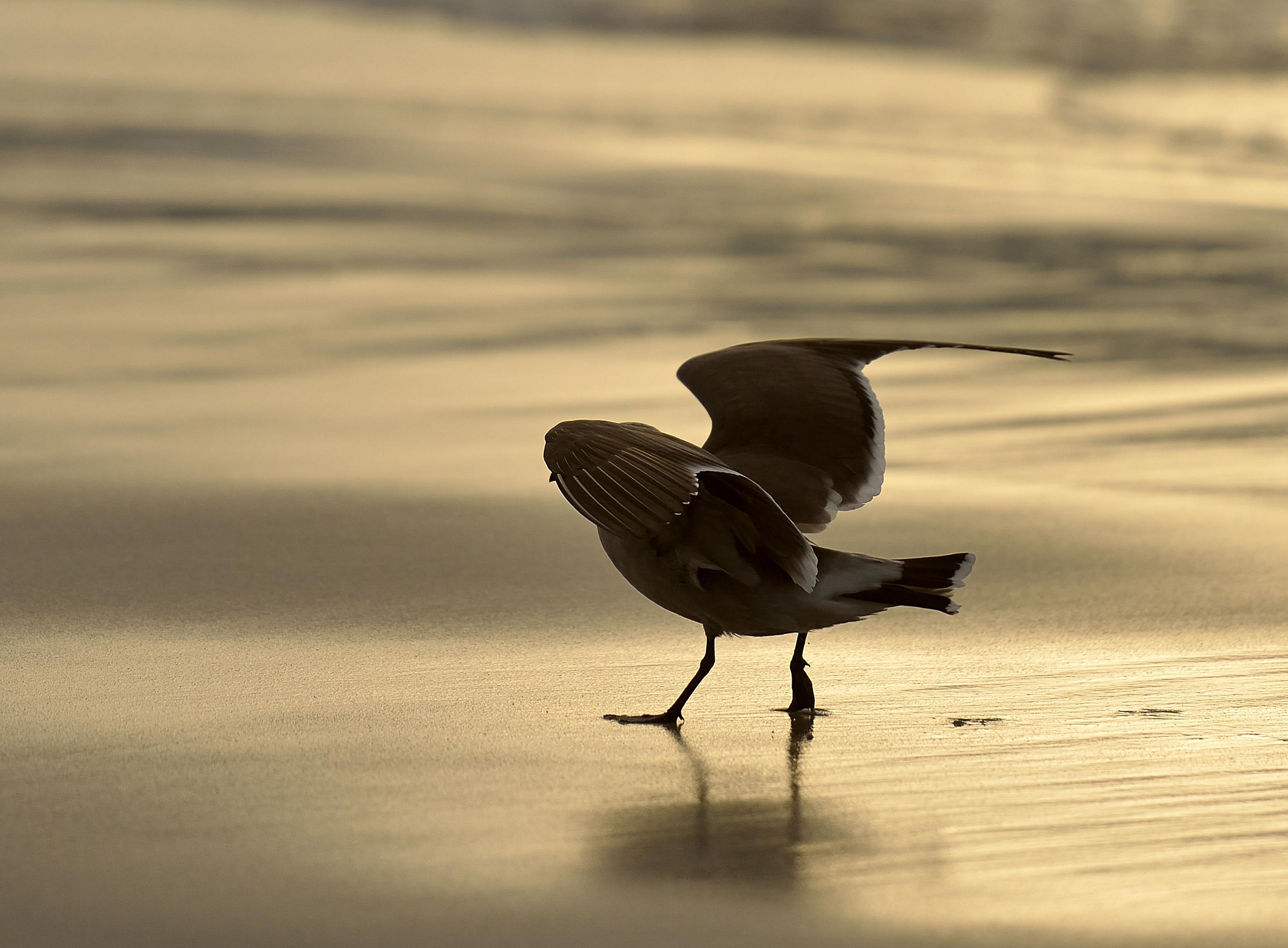 Gabbiano sulla spiaggia di San Francisco