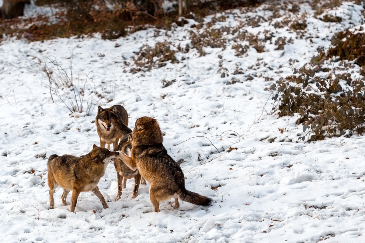 Wolves in the snow