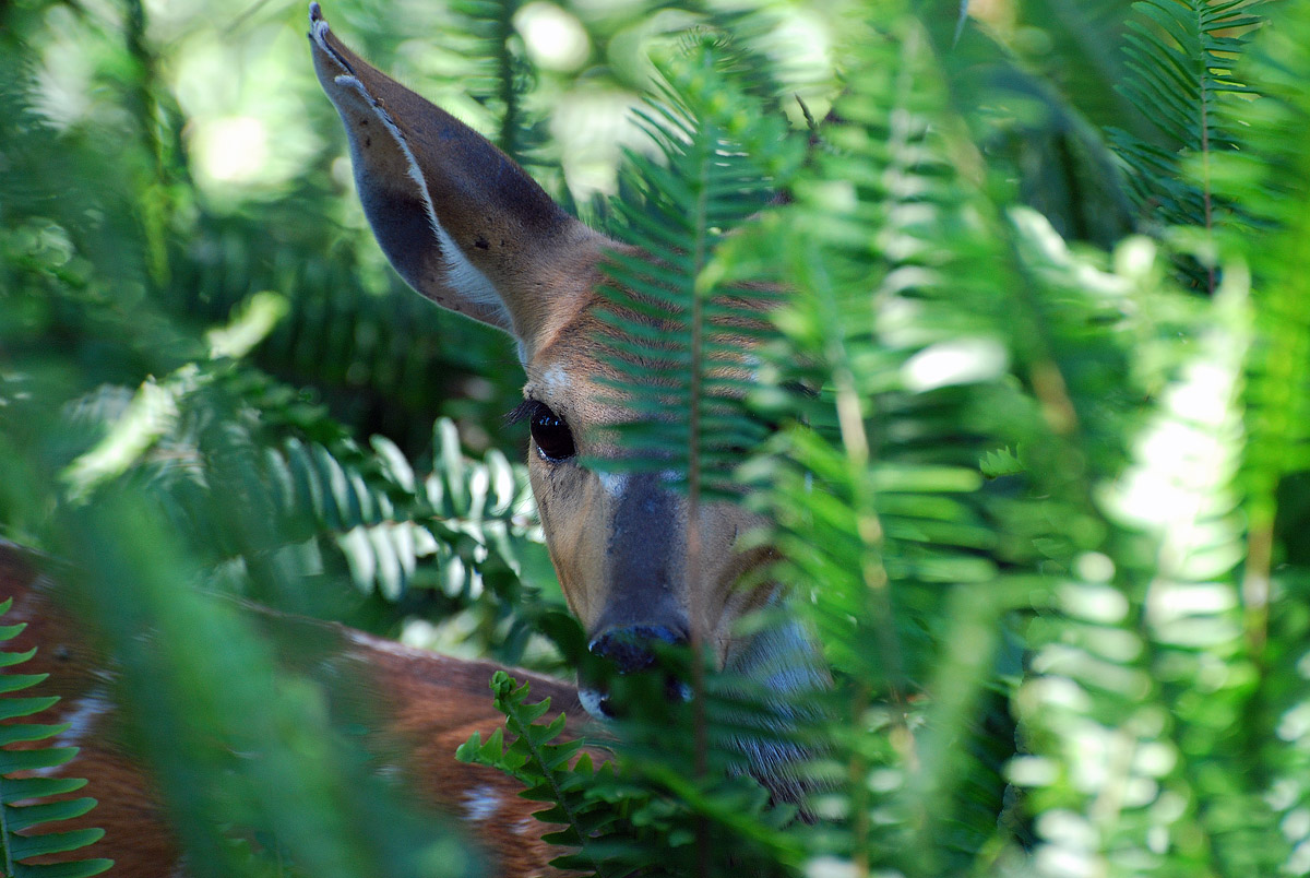 Hide and Seek .......