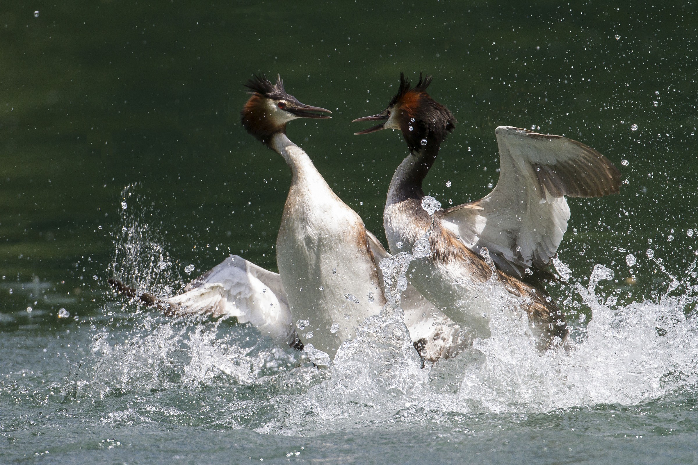 Combattimento tra svassi