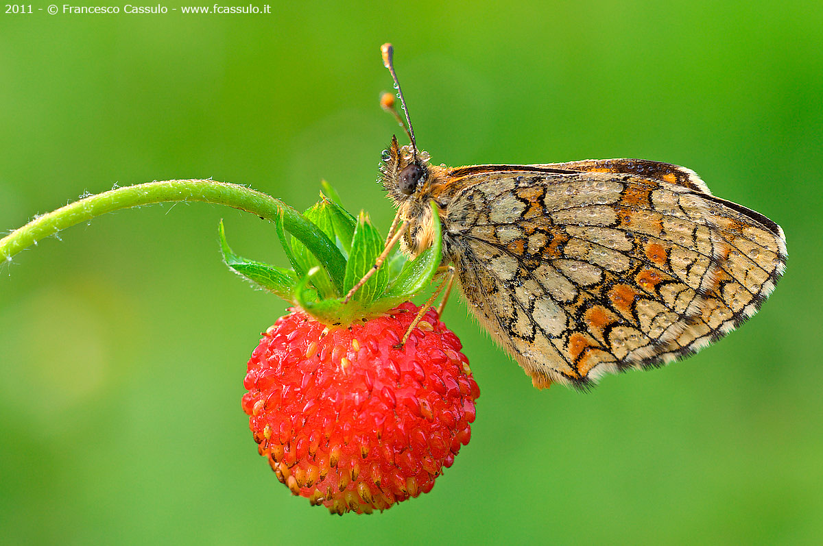 Melitaea athalia (Rottemburg, 1775)