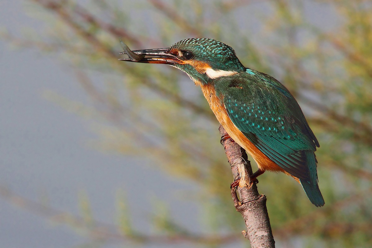 Kingfisher with prey