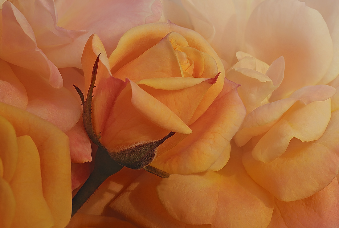 Un cespuglio di rose