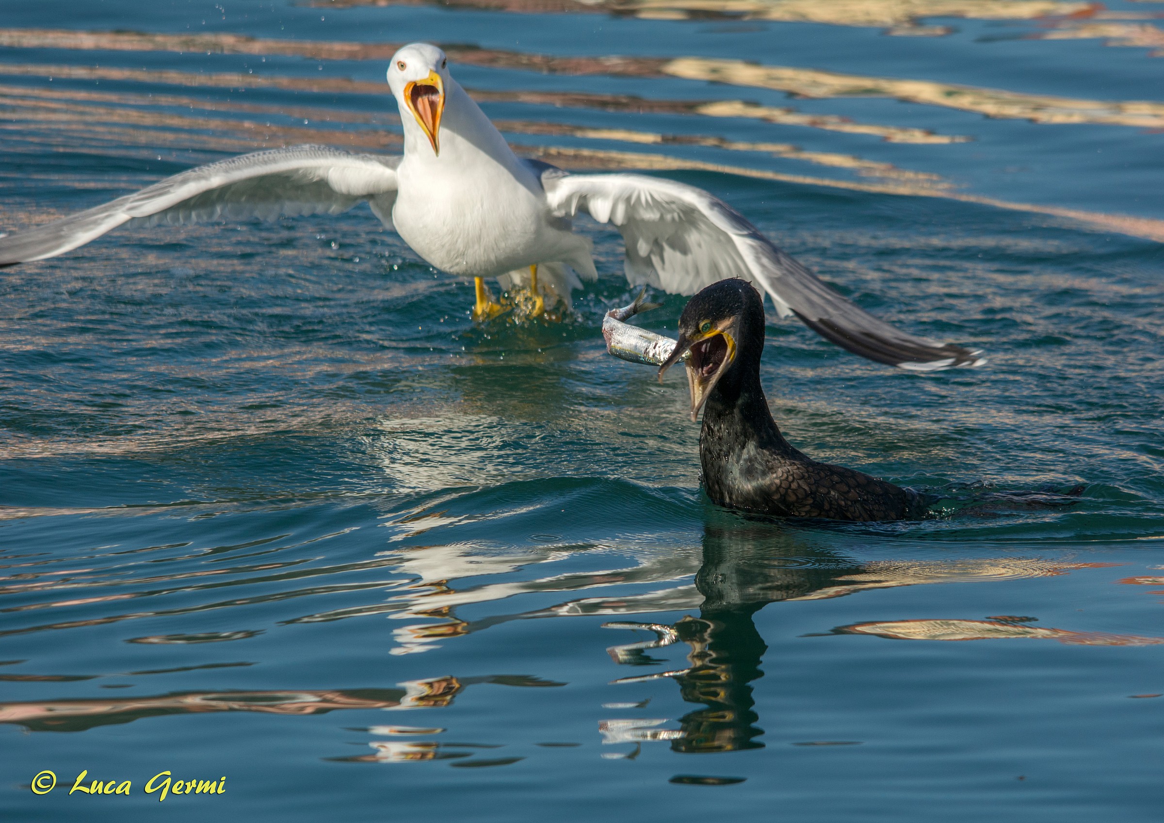 Battaglia per un pesce