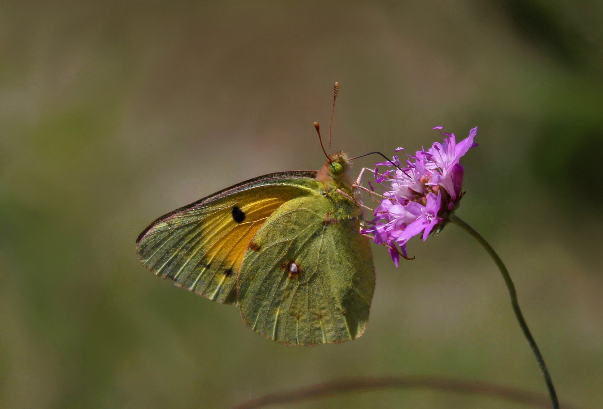 Colias crocea