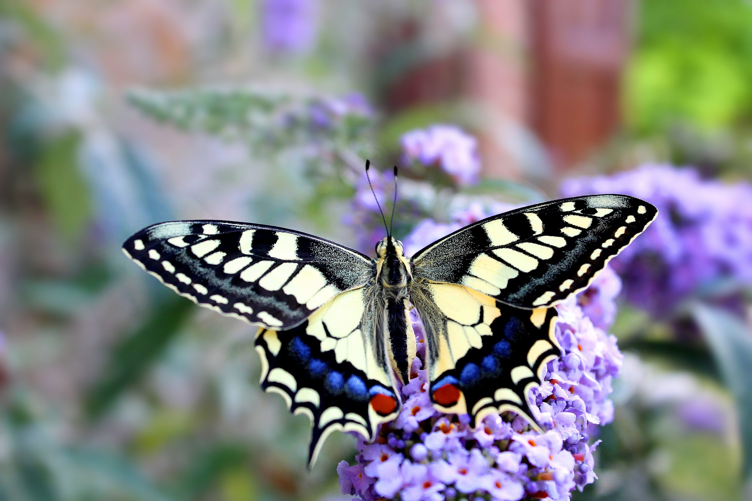 Machaon