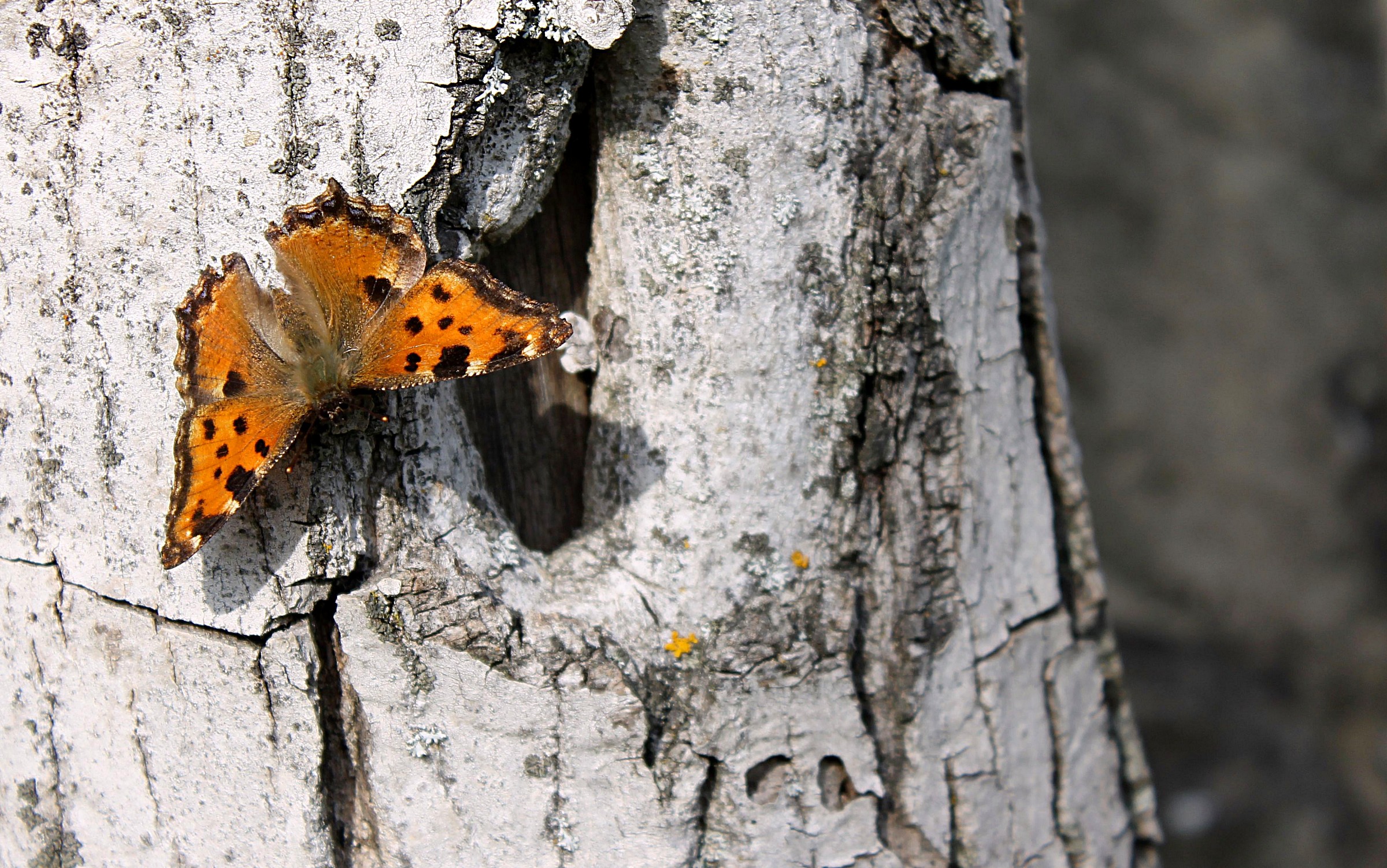 Vanessa multicolored