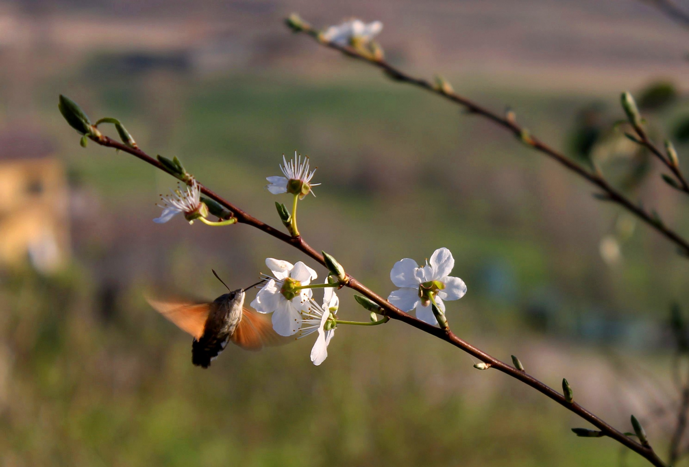 Hummingbird hawk-moth
