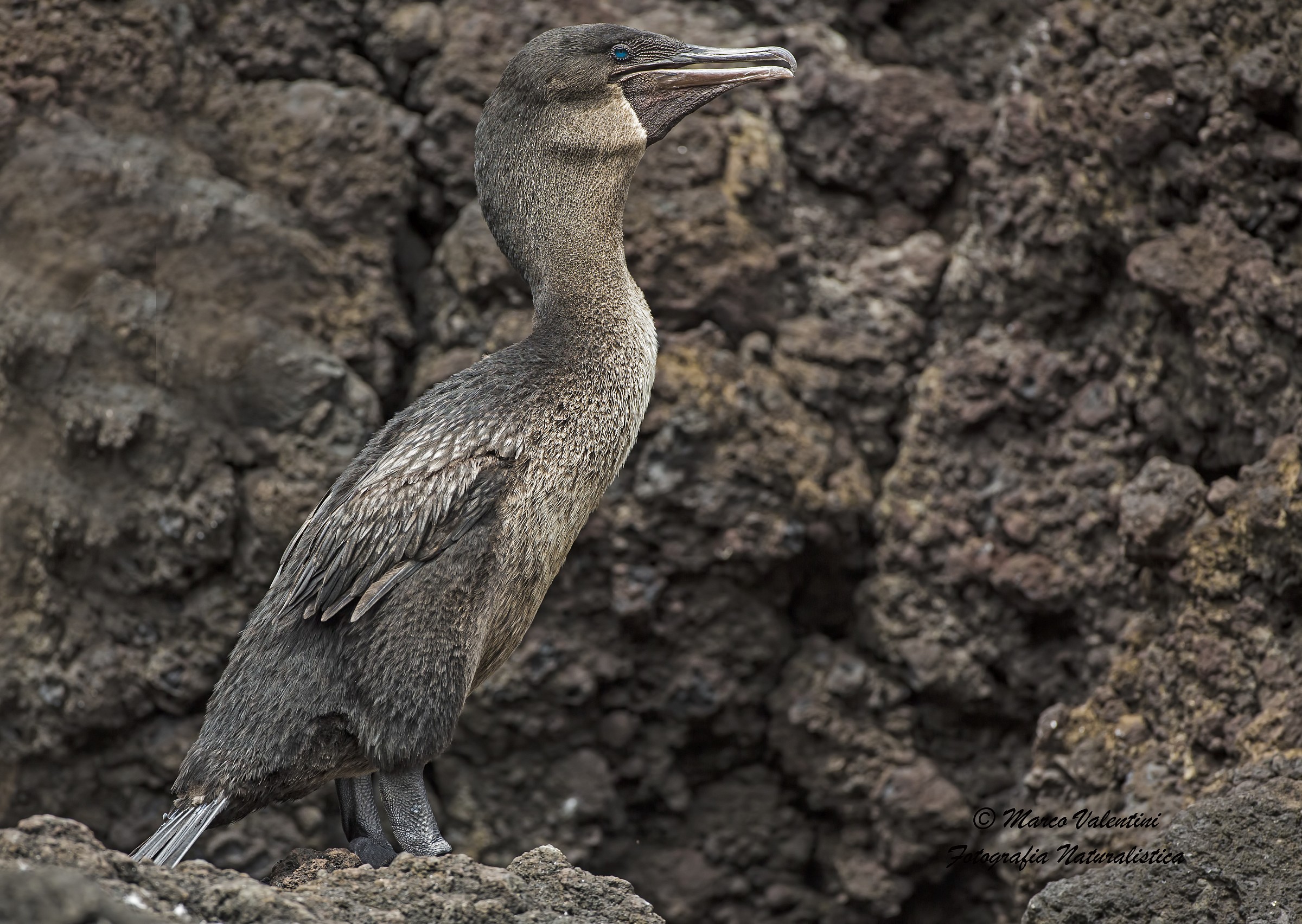 Sono su tono - il cormorano e la lava