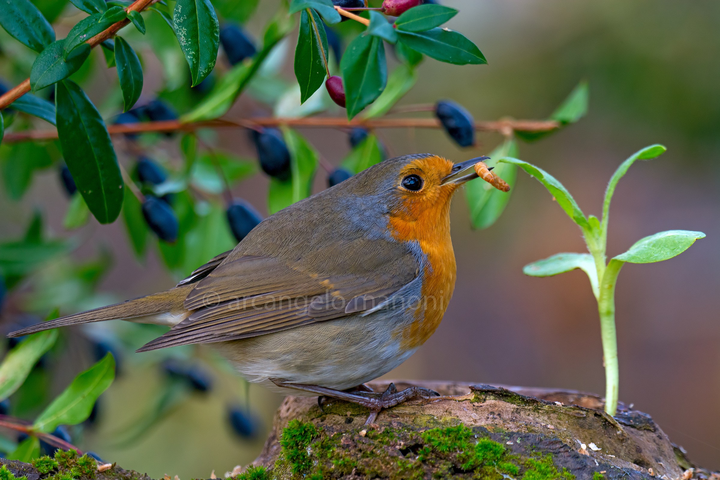 How to please a robin