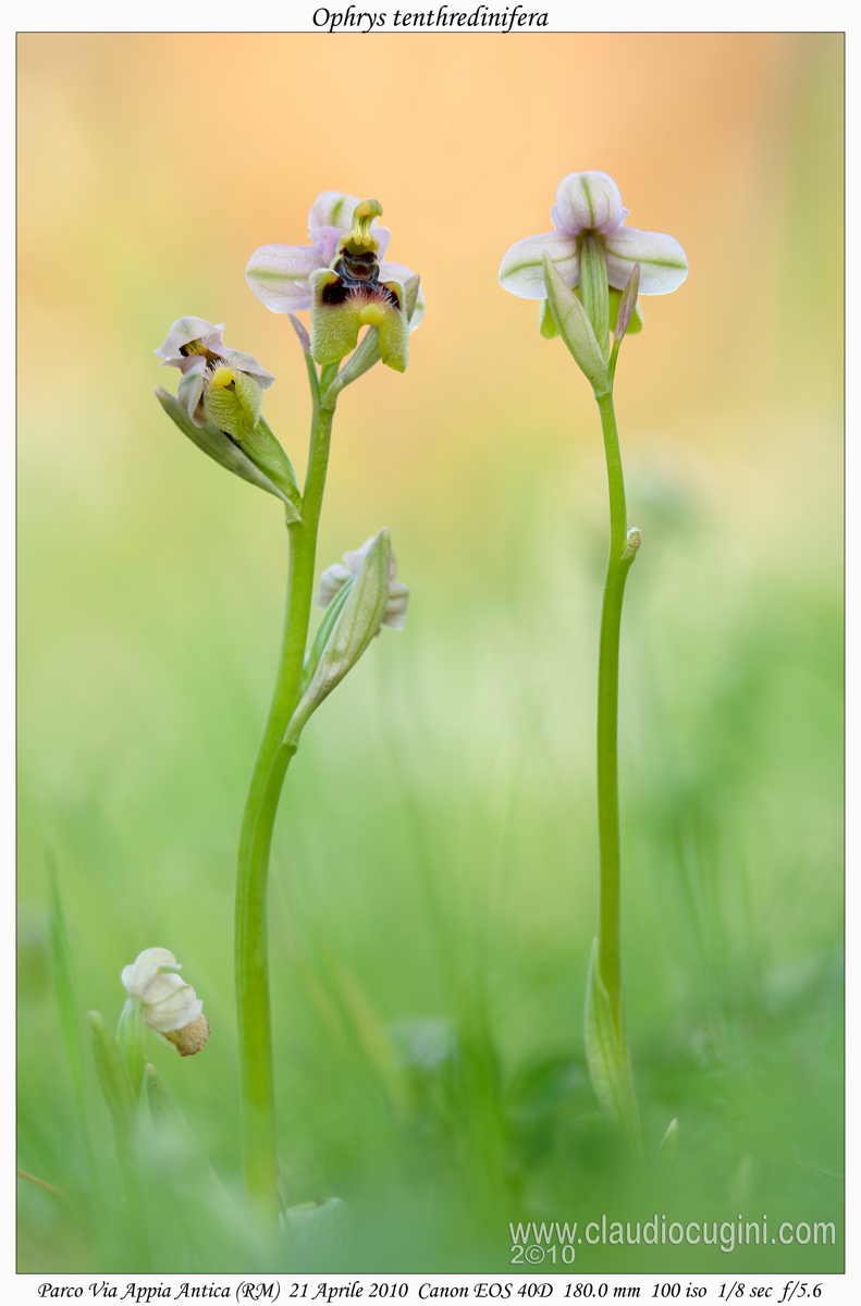 Ophrys tenthredinifera