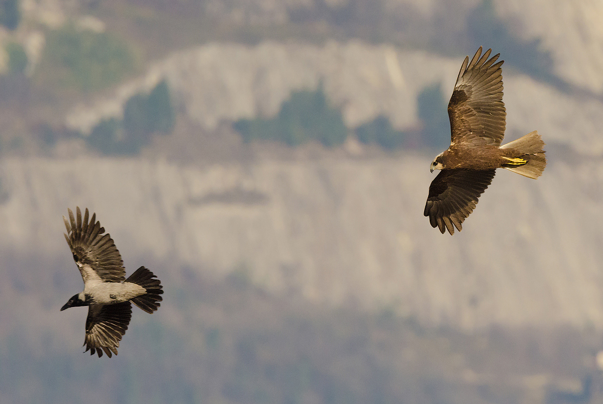 Falco di palude giocherellone...