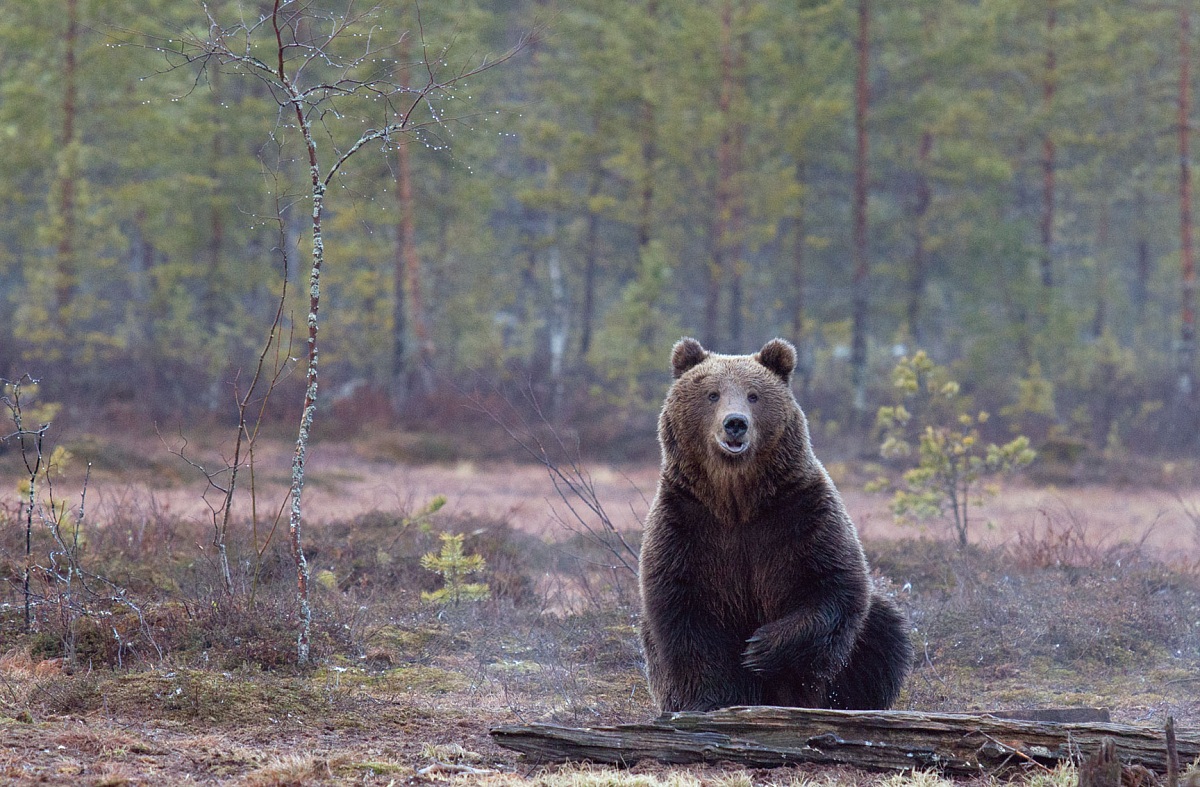 L'orso con la zampa rotta