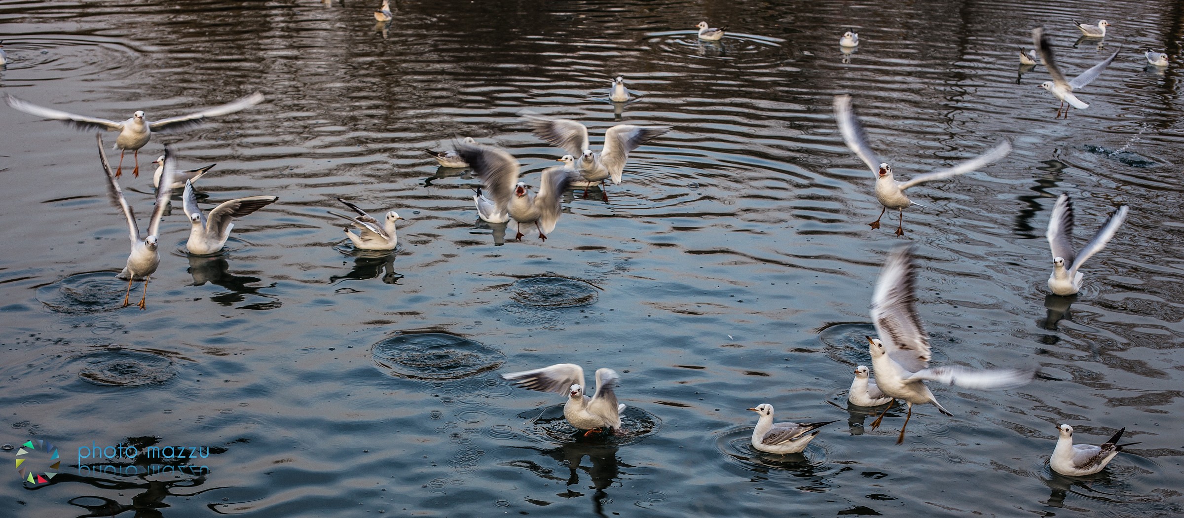 Gabbiani in inverno...