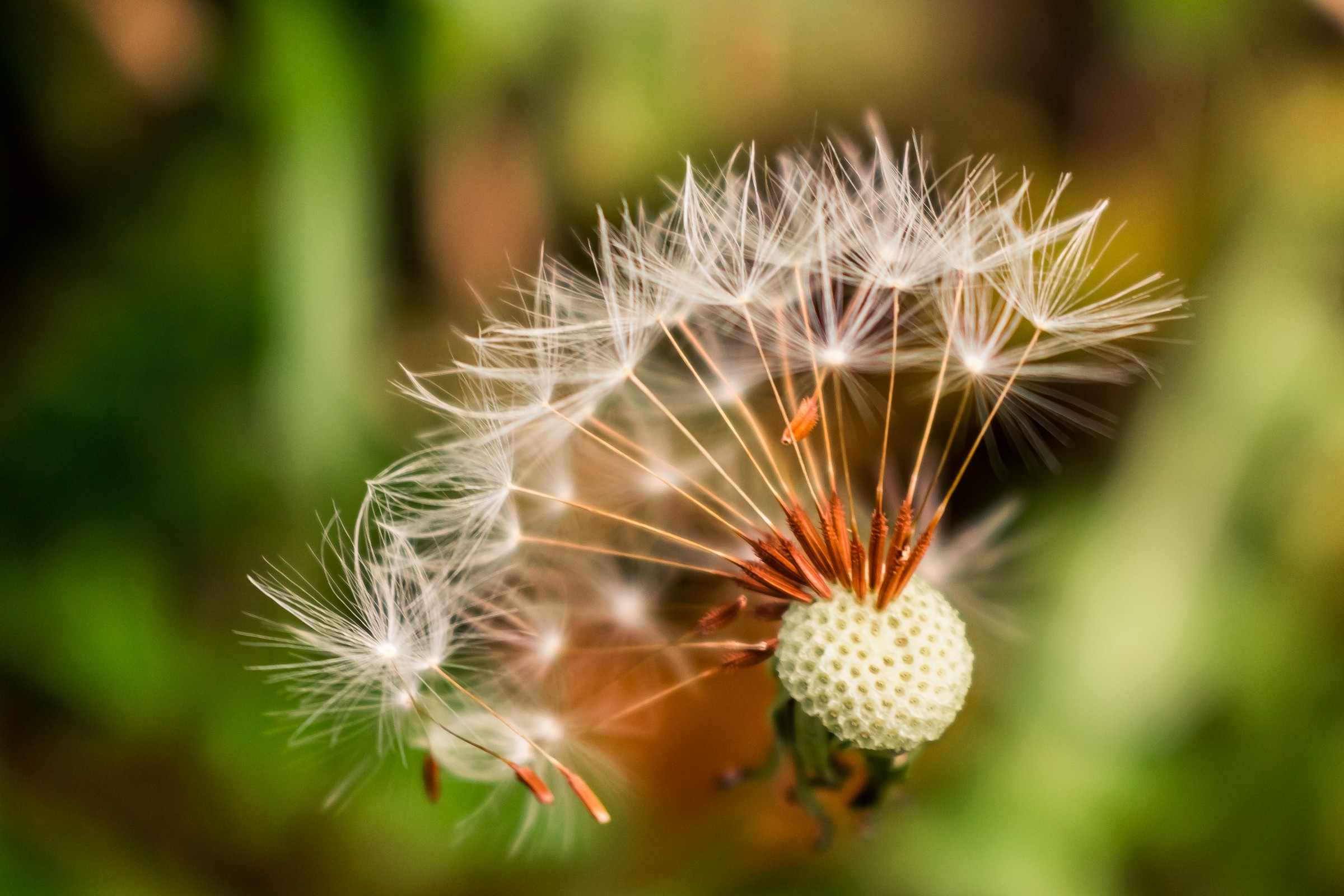 Dandelion