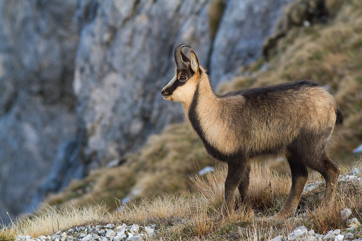 Apennine chamois