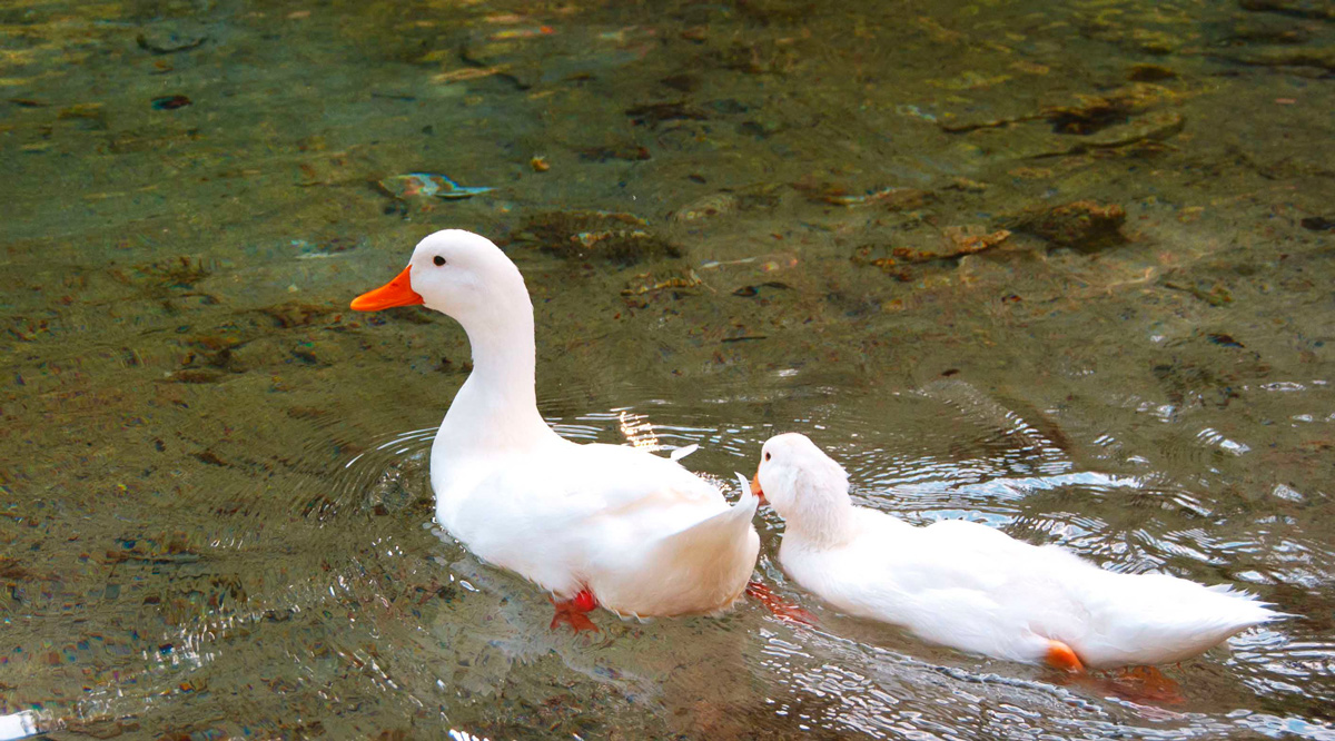 Passeggiata tranquilla