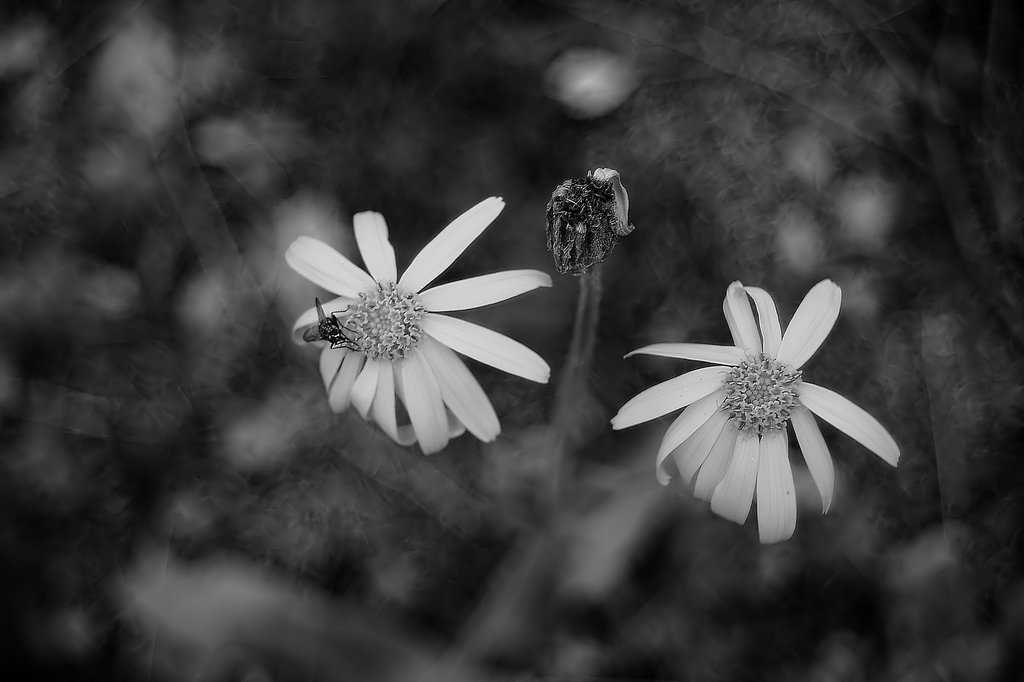 Sad scene with the fly.