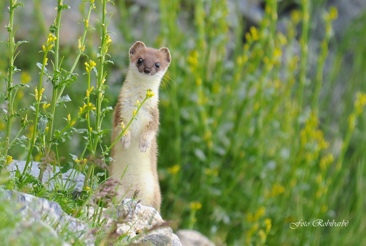 Ermine pollinated ... ..