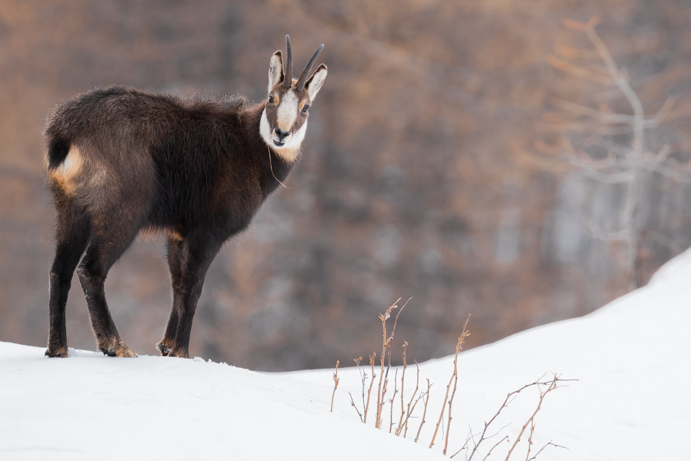 Chamois - Valle Orco