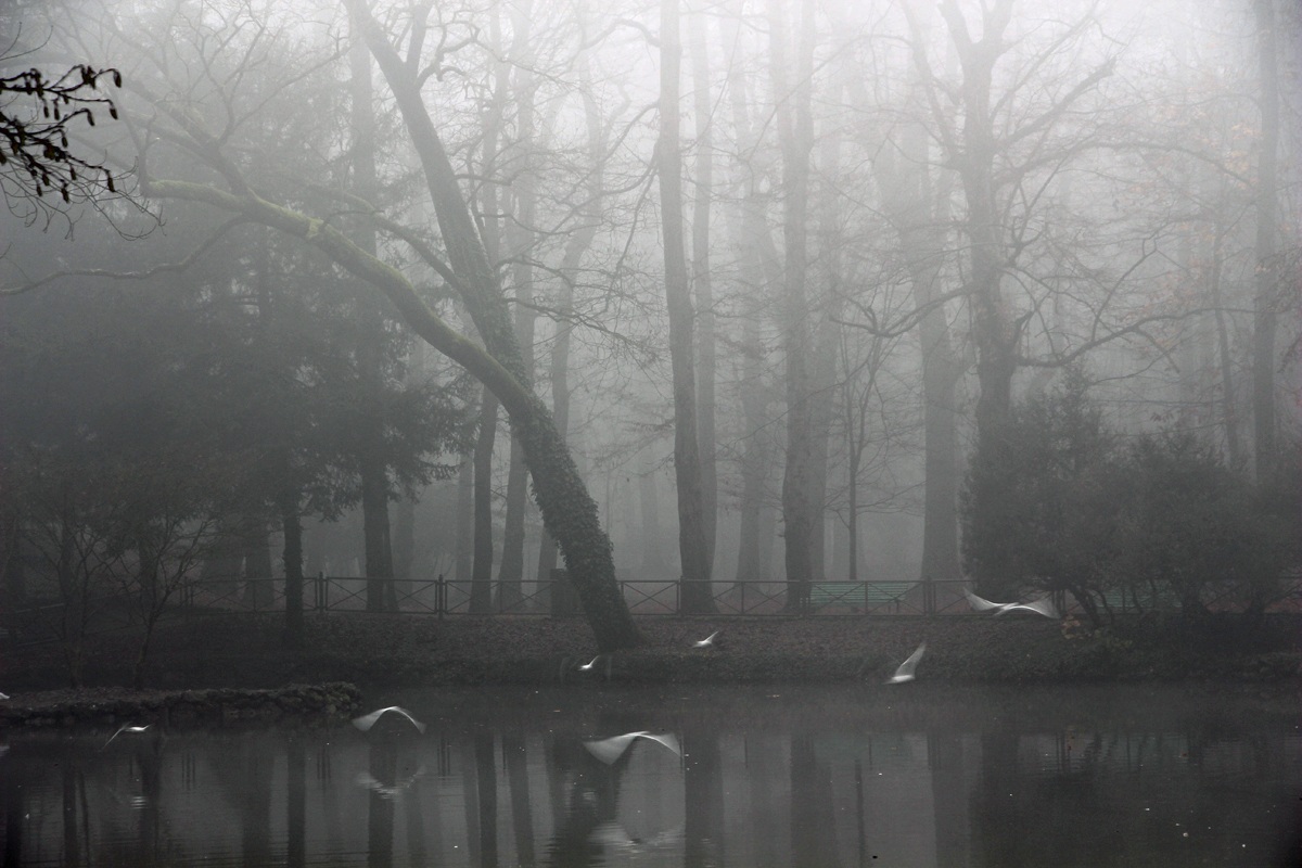 Fog in the park 3