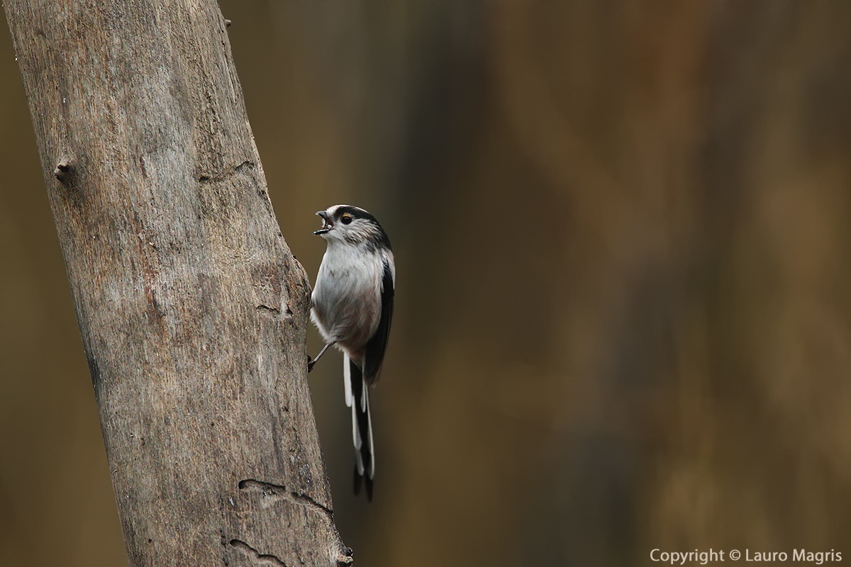 Inversamente proporzionale