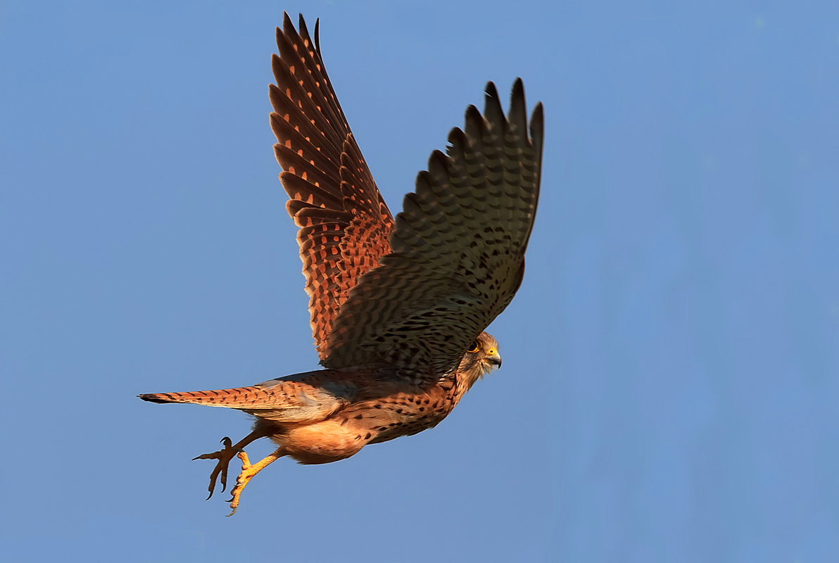 kestrel in departure ..
