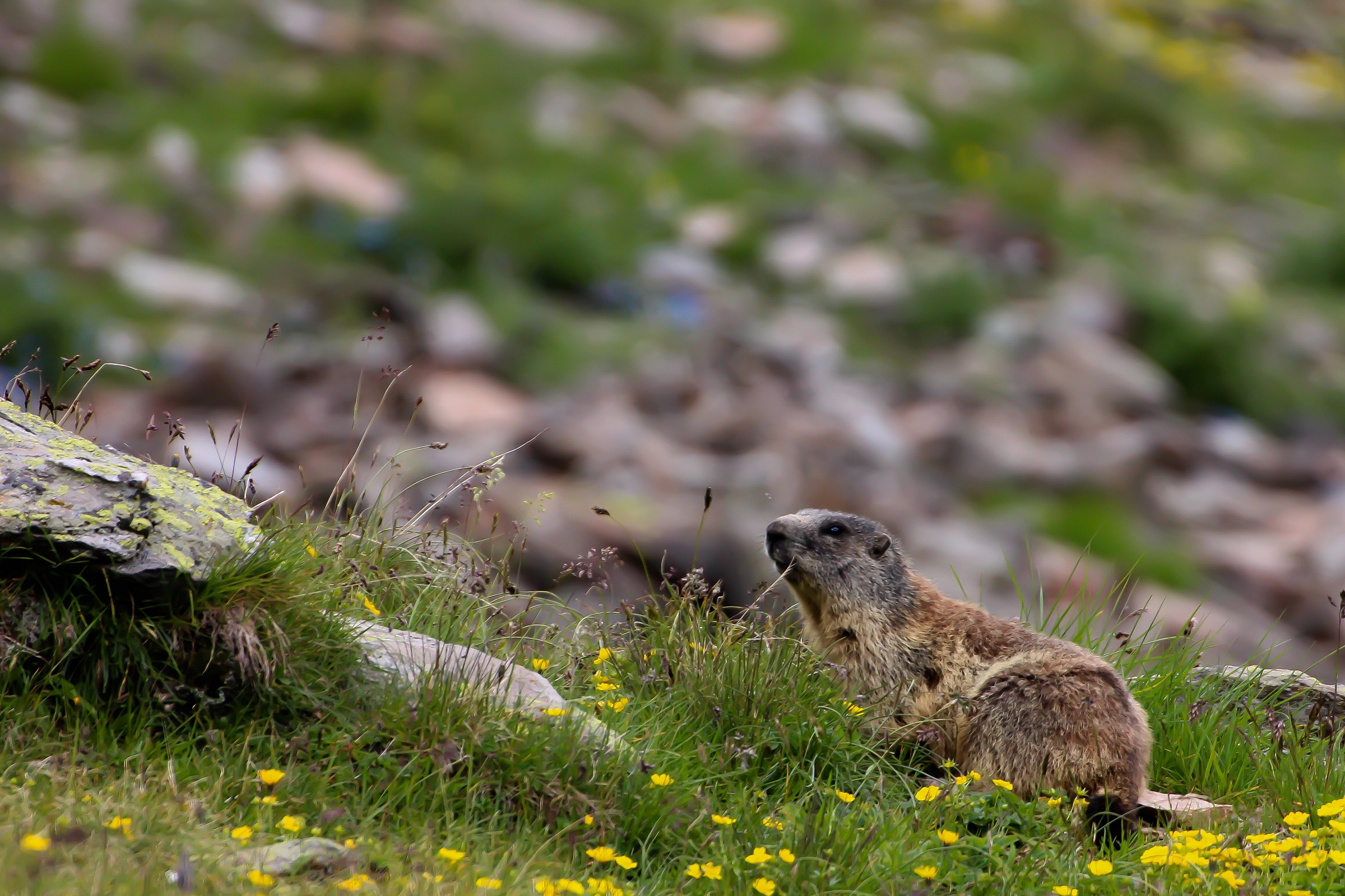 Dad marmot