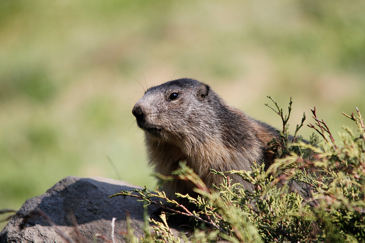 Marmotta (marmota marmota)