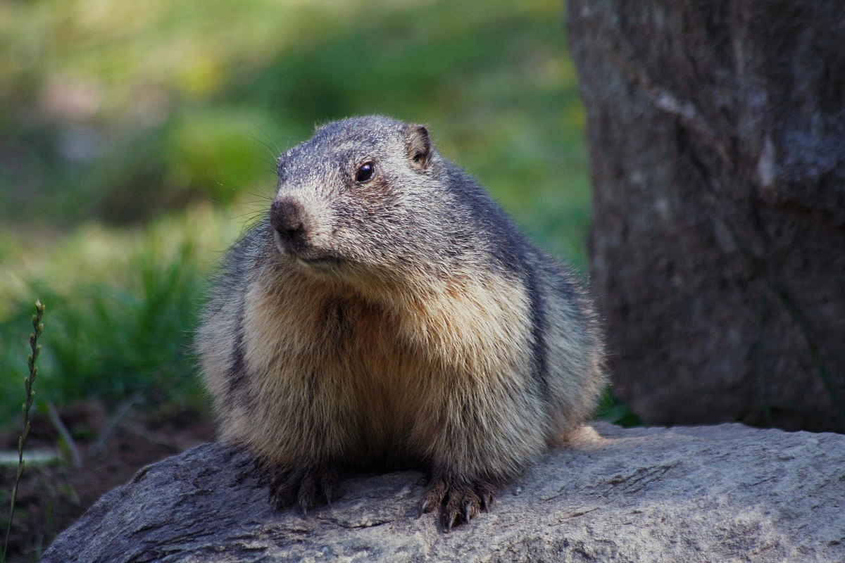 Marmot
