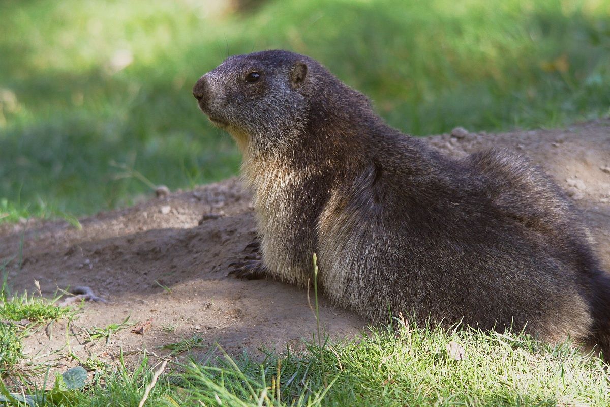 marmotta(marmota marmota)