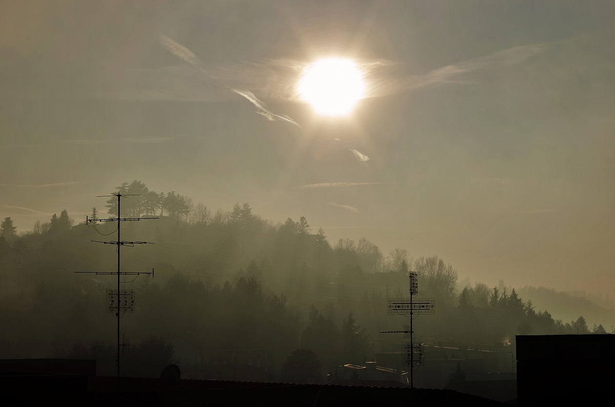 Luce e nebbia tra i pini
