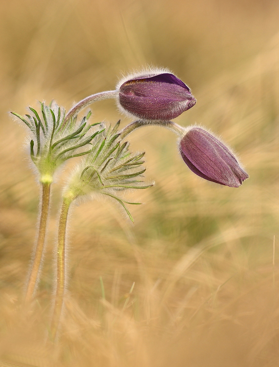 pulsatilla