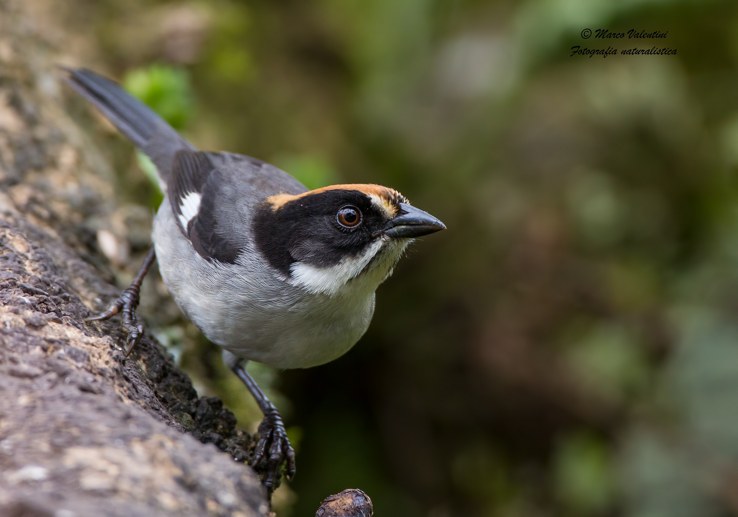 Atlapetes leucopterus