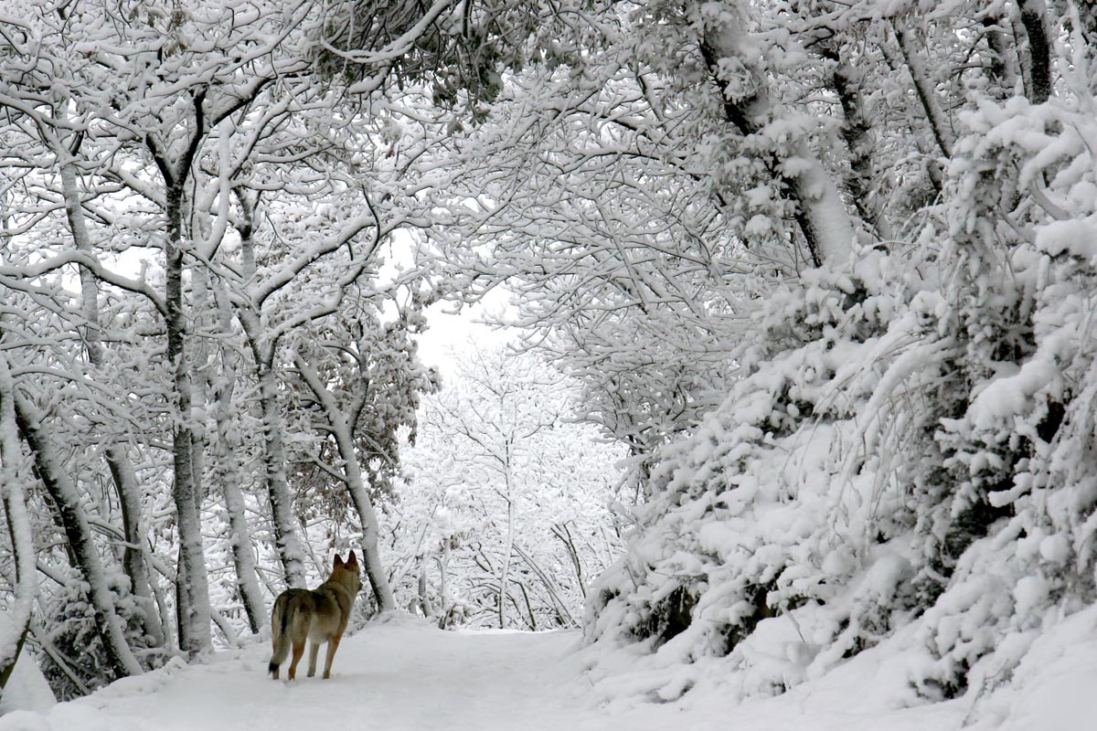 Snow White and the Wolf ...