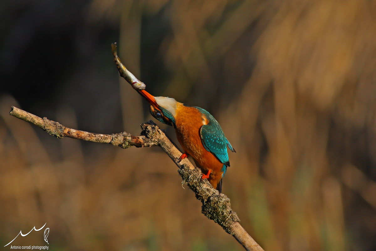 Martin Pescatore. Canon 1D Mark III Canon 400-f8  1/2000