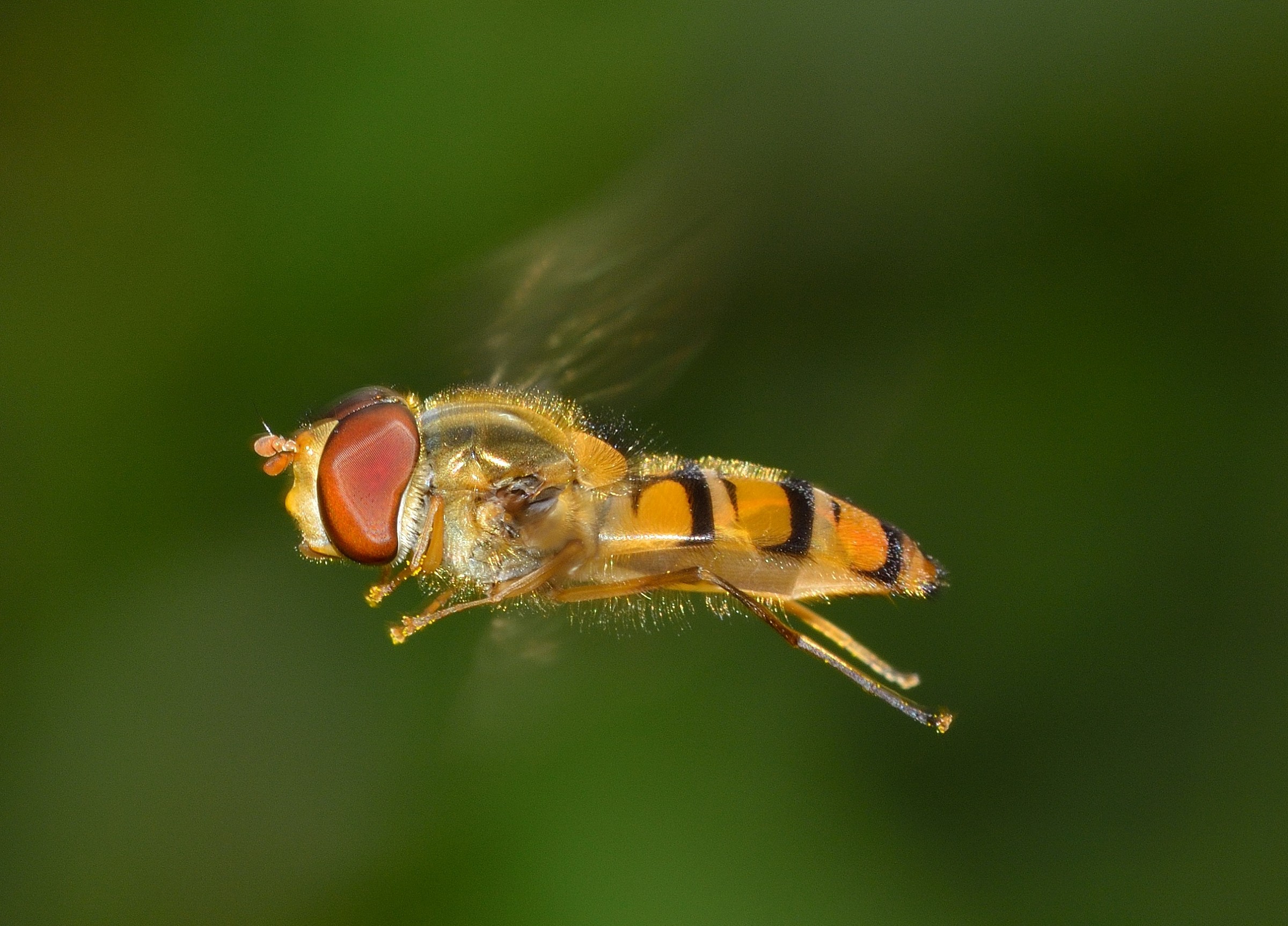 Hoverfly in flight ....
