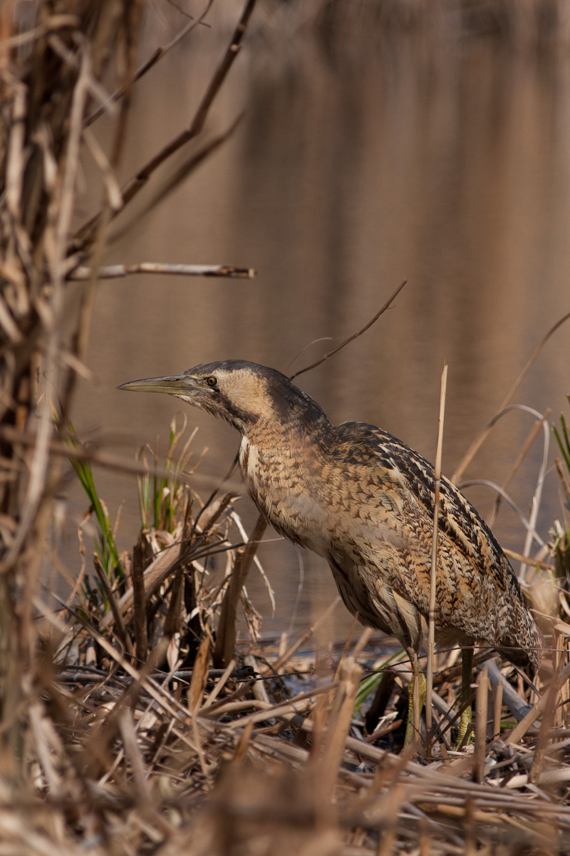Tarabuso- Questa volta ci sono anche le zampe :-))