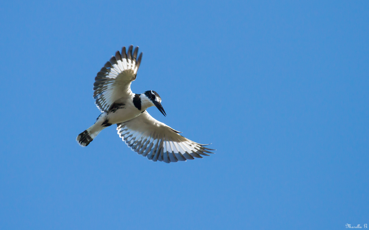 Il martino in vacanza