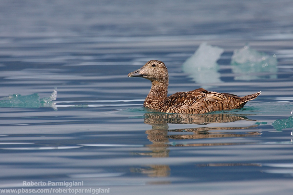 Tra i ghiacci (edredone)