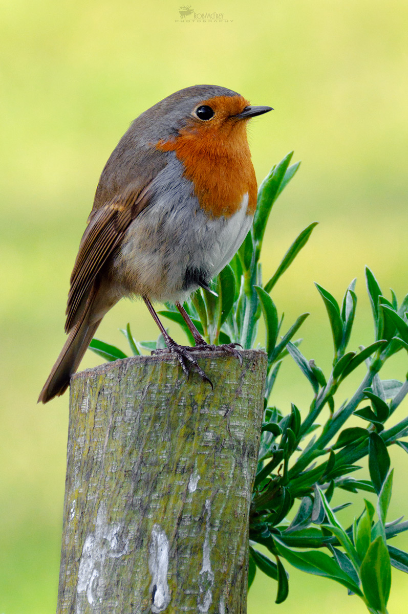 Erithacus rubecula - Pettirosso