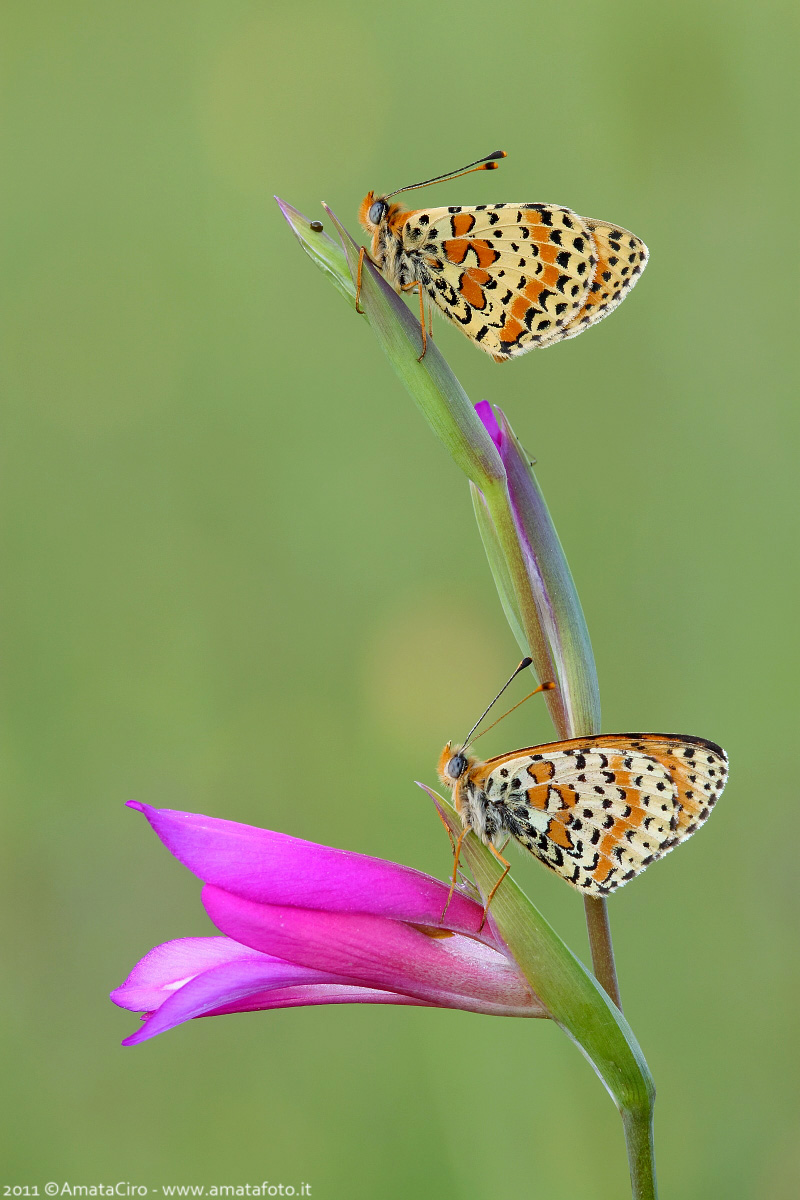 Melitaea didyma (Esper, 1779) - Nymphalidae Melitaeinae