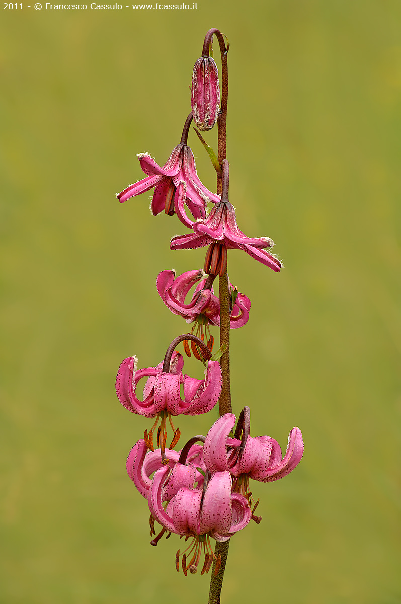 Giglio martagone (Lilium martagon L.)