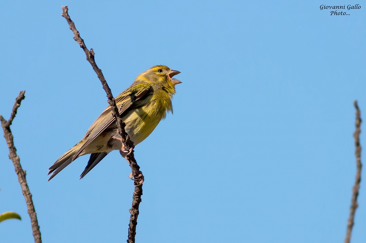 Verzellino (Serinus serinus)