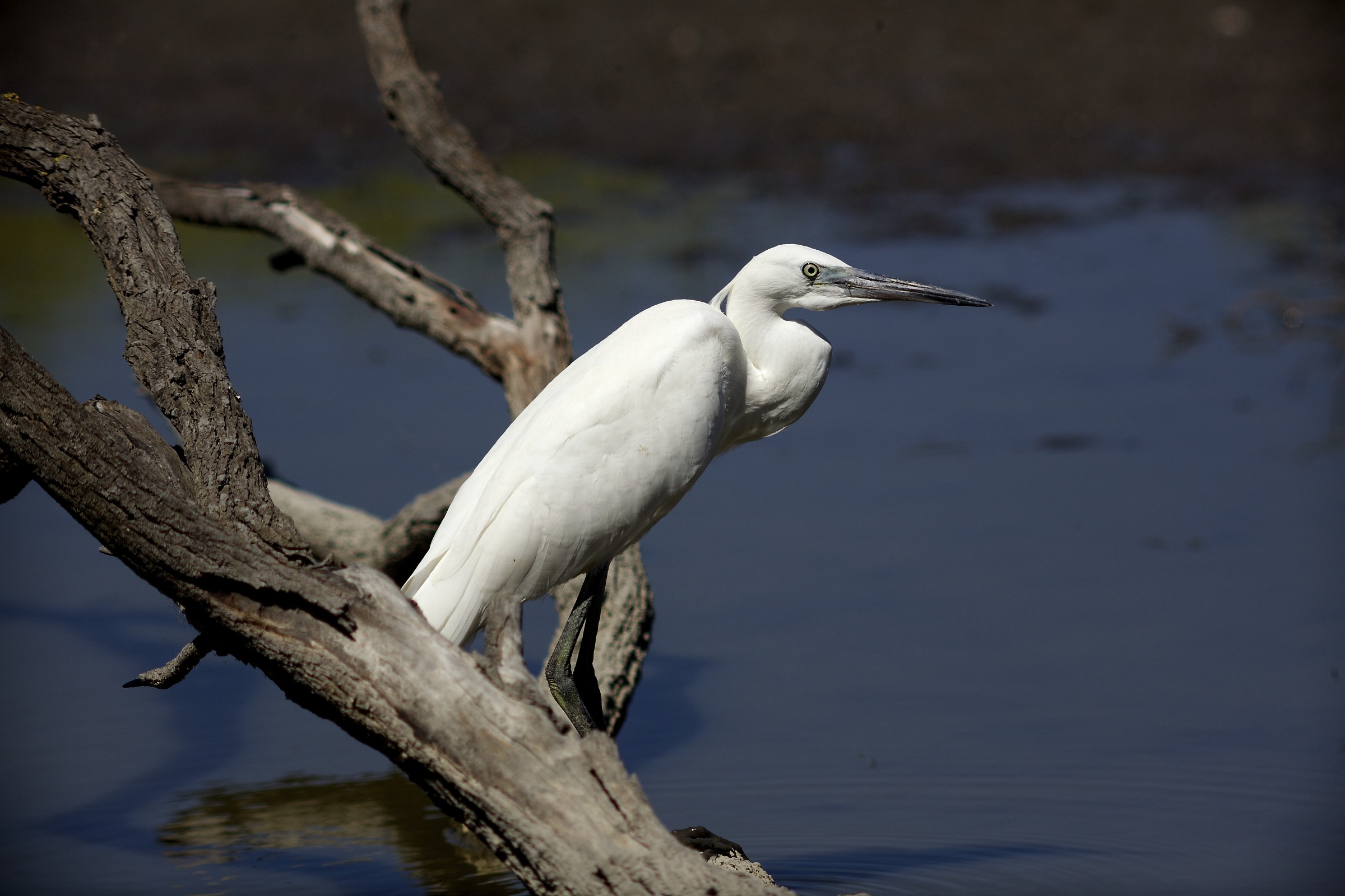 Garzetta in Camargue