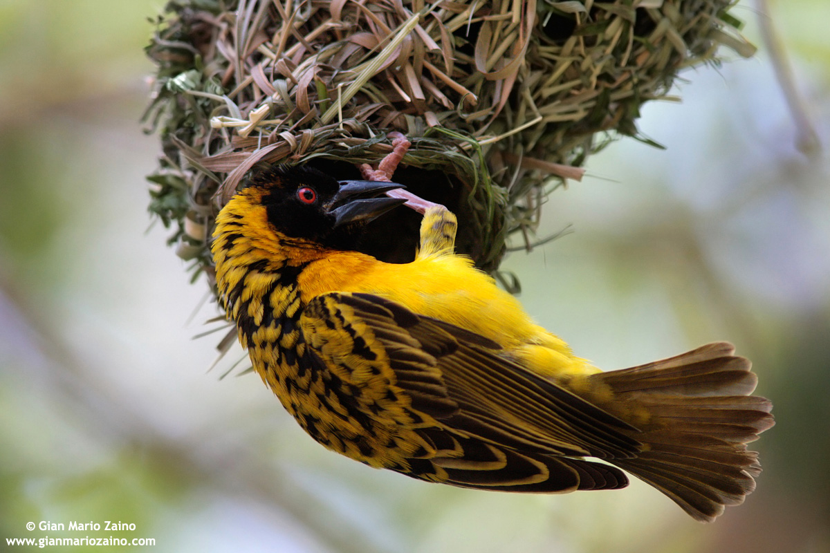 Ploceus velatus / African Masked Weaver